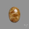 Fossil Coral Cabochon