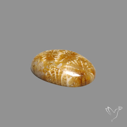 Fossil Coral Cabochon