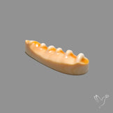 Spiny Oyster Shell
