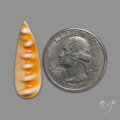 Spiny Oyster Shell