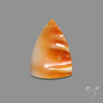 Spiny Oyster Shell