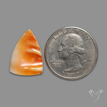Spiny Oyster Shell
