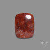 Red Petrified Wood Cabochon