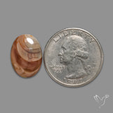 Imperial Jasper