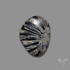 Black Fossil Coral