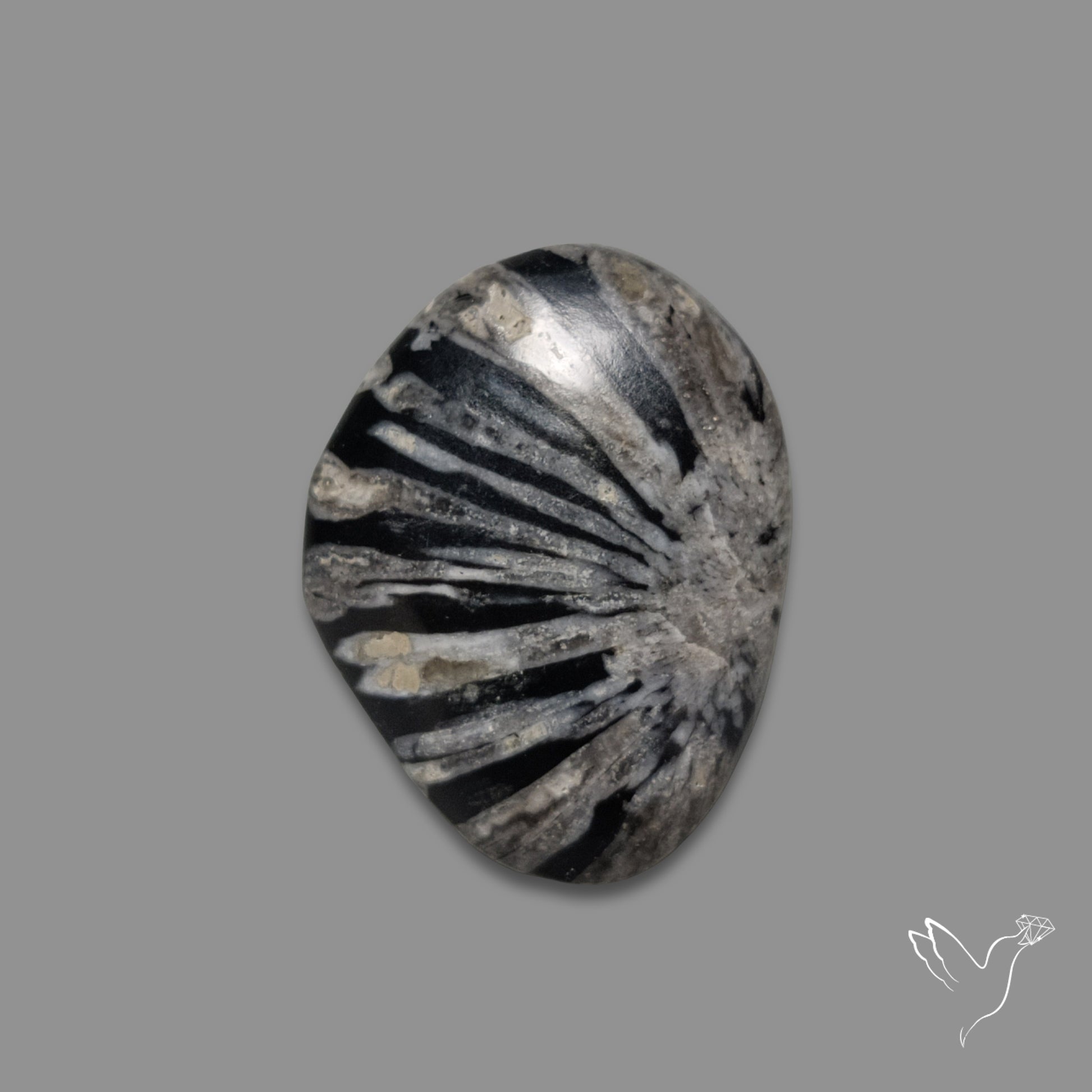 Black Fossil Coral