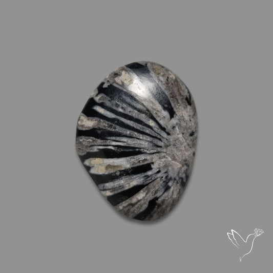 Black Fossil Coral