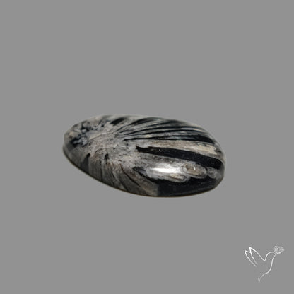Black Fossil Coral
