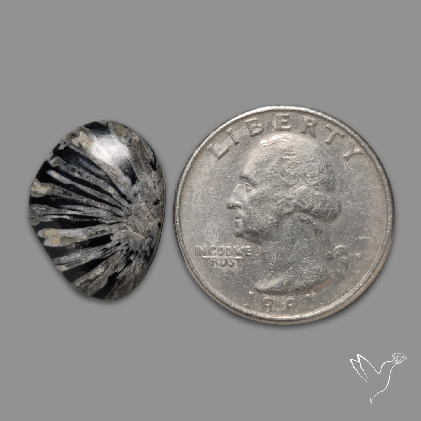 Black Fossil Coral