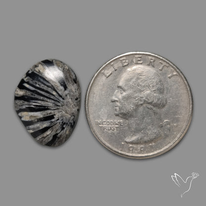 Black Fossil Coral