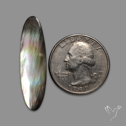 Black Mother Of Pearl