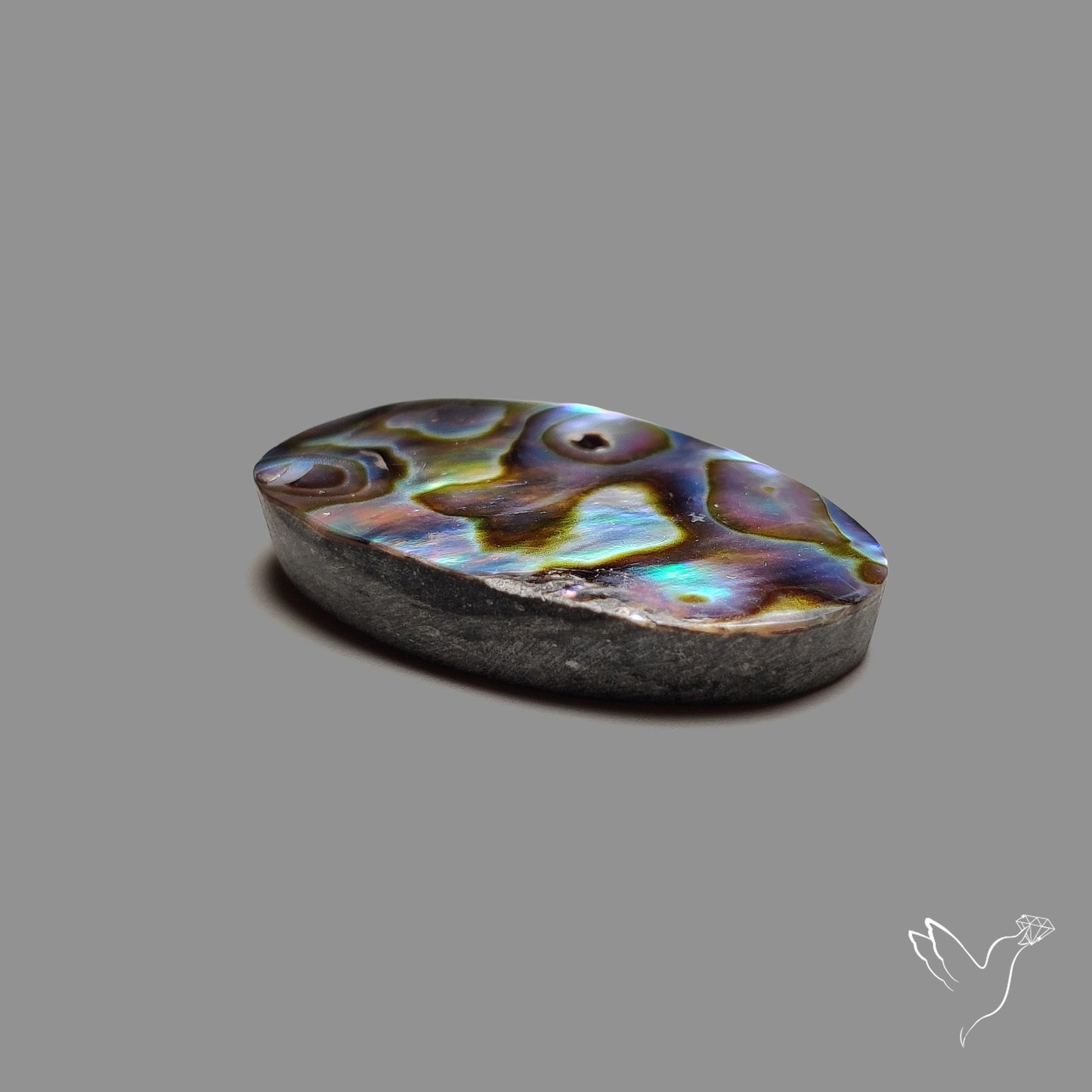 Abalone Shell