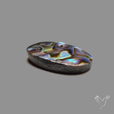 Abalone Shell