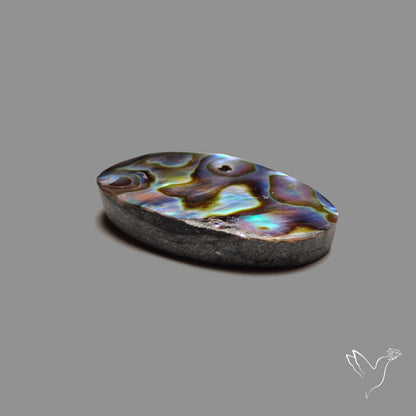 Abalone Shell