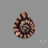 Ammonite Fossil