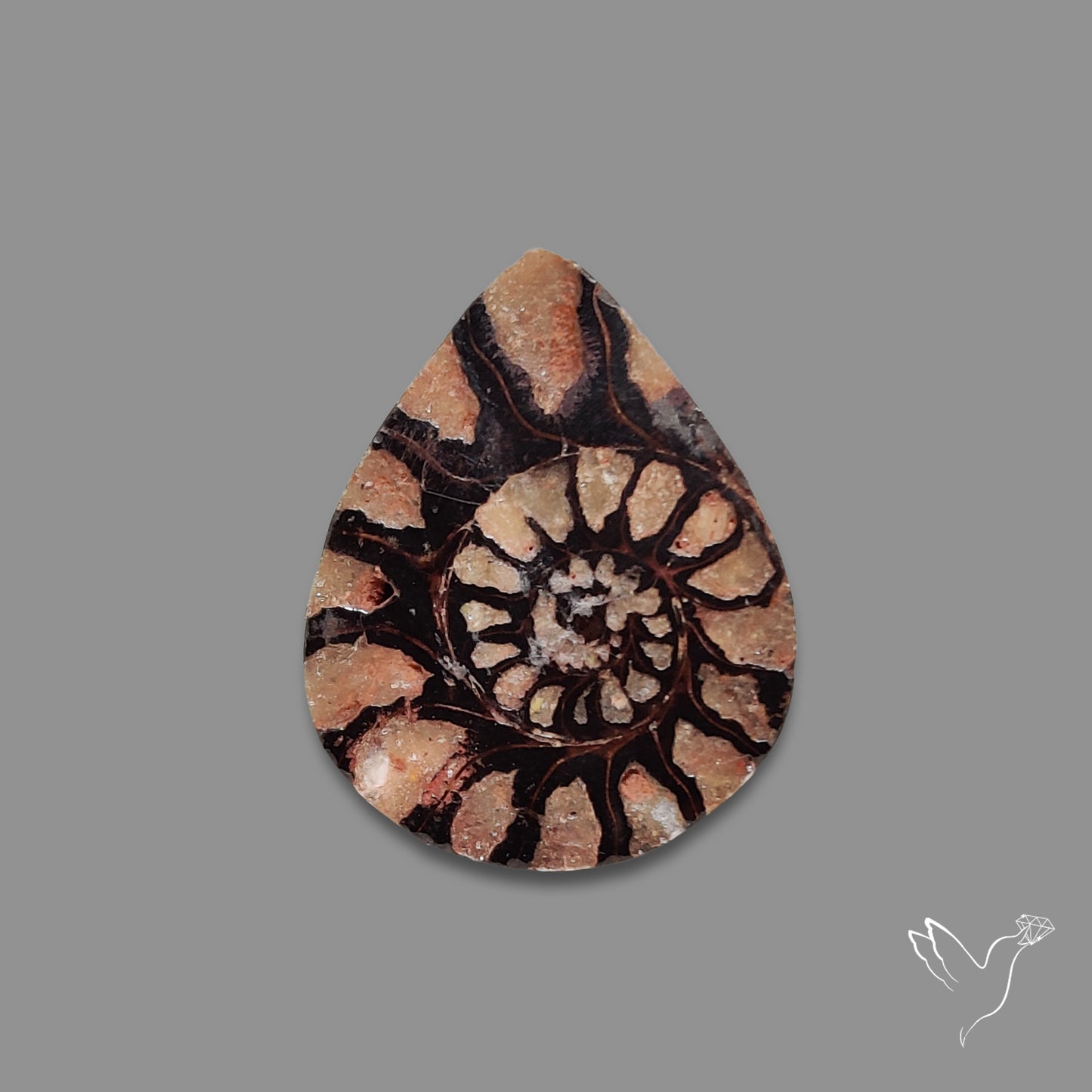 Ammonite Fossil