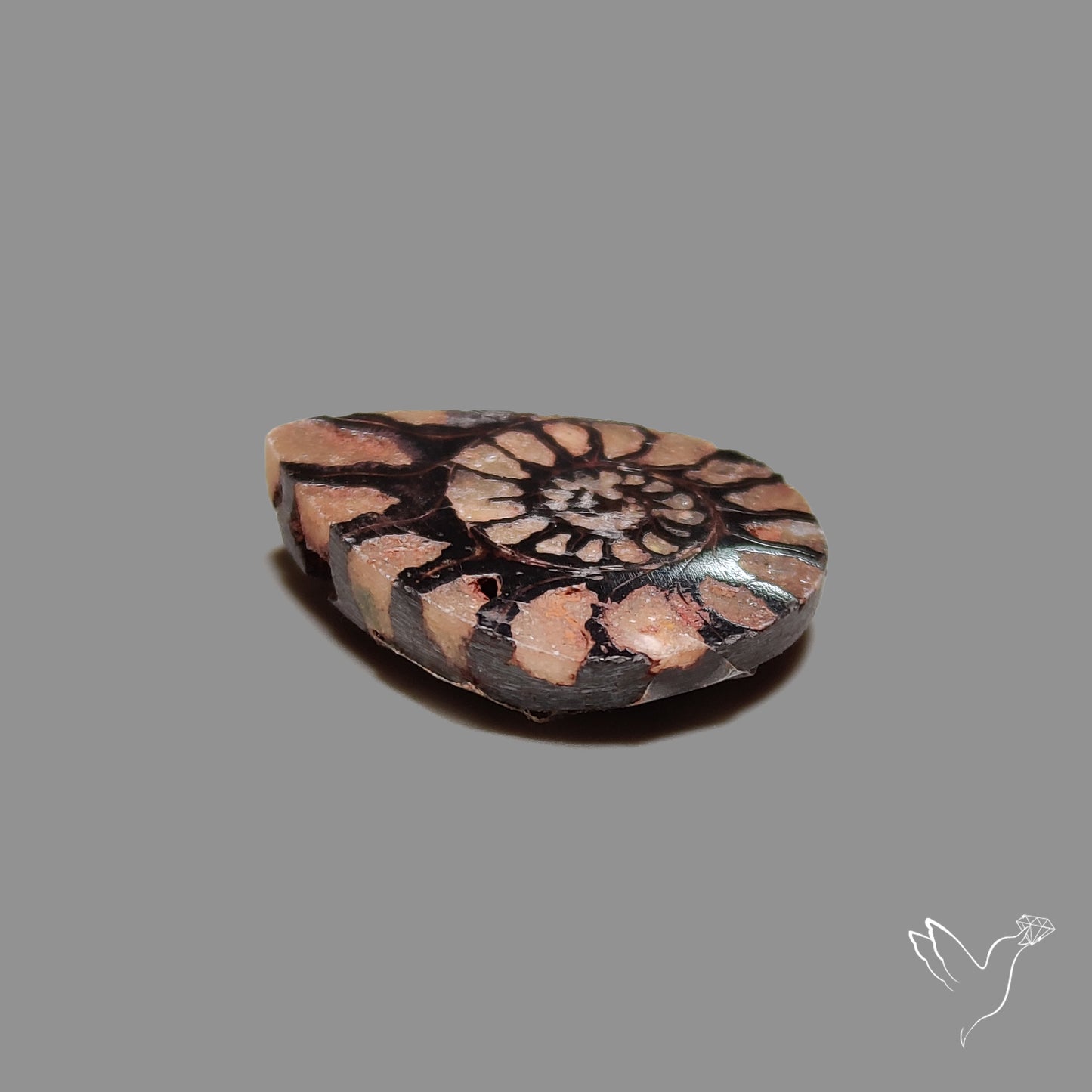 Ammonite Fossil