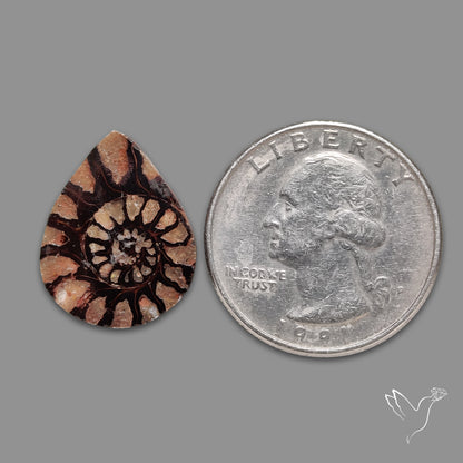 Ammonite Fossil
