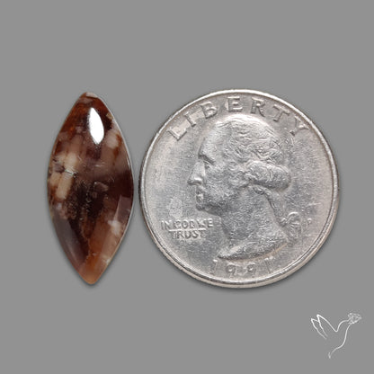 Arizona Petrified Wood Cabochon