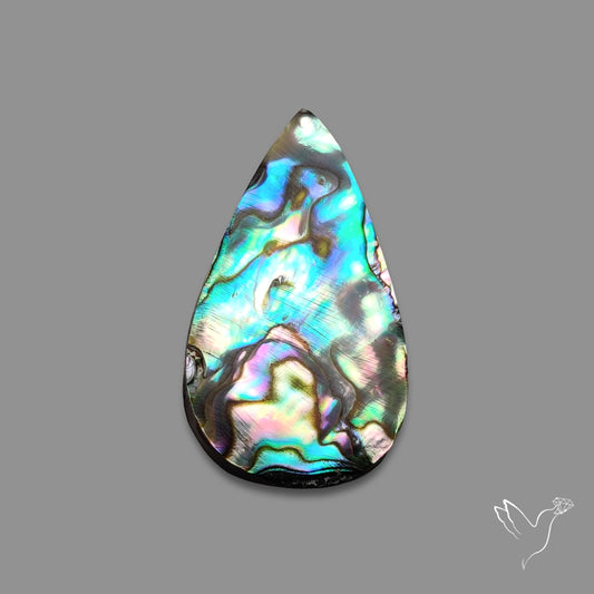 Abalone Shell