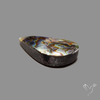 Abalone Shell