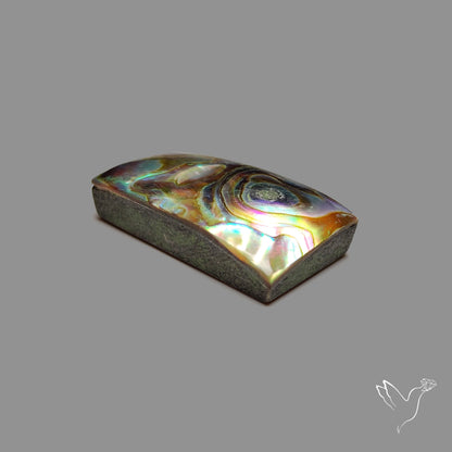 Abalone Shell