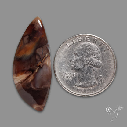 Arizona Petrified Wood Cabochon