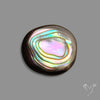 Abalone Shell