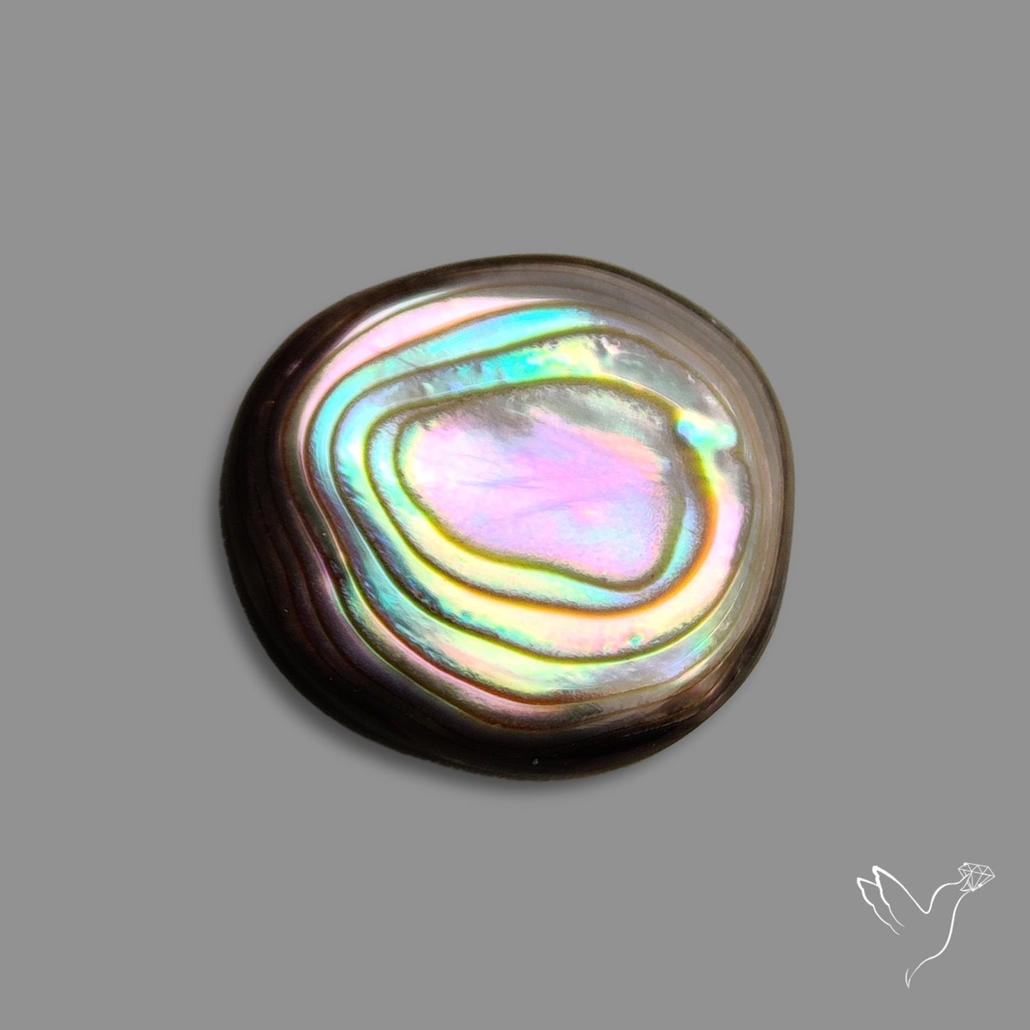 Abalone Shell