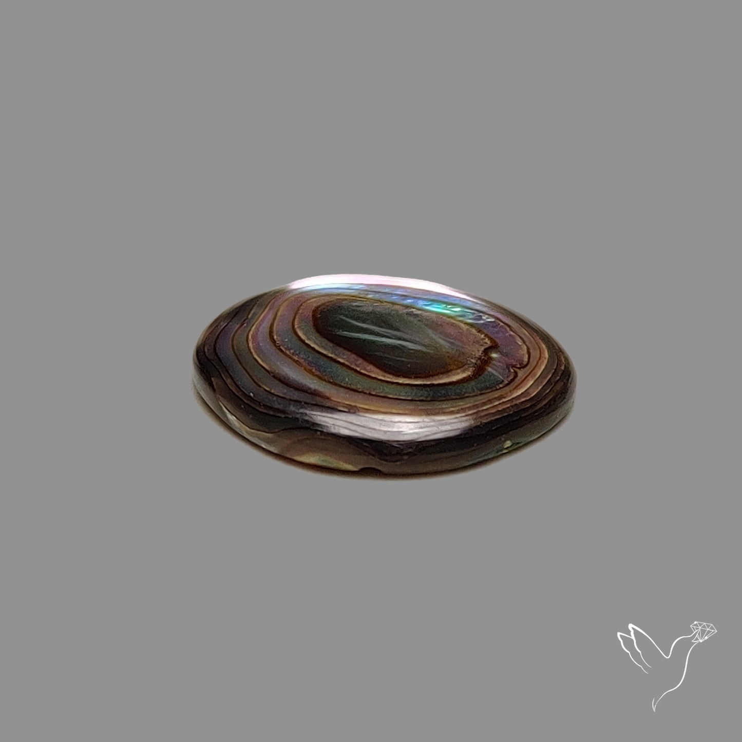 Abalone Shell