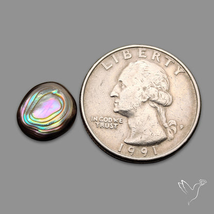 Abalone Shell