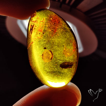 Baltic Amber Cabochon