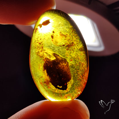 Baltic Amber Cabochon