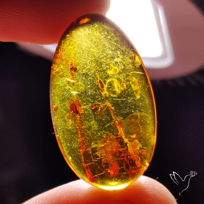 Baltic Amber Cabochon