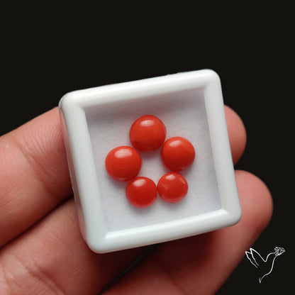 Red Coral Cabochons Lot