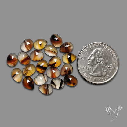 Rose Cut Montana Agates Lot