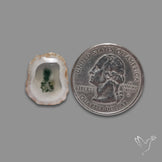 Solar Quartz with Moss Slice Raw Edges Freeform