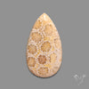 Fossil Coral Cabochon
