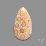 Fossil Coral Cabochon