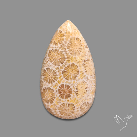Fossil Coral Cabochon