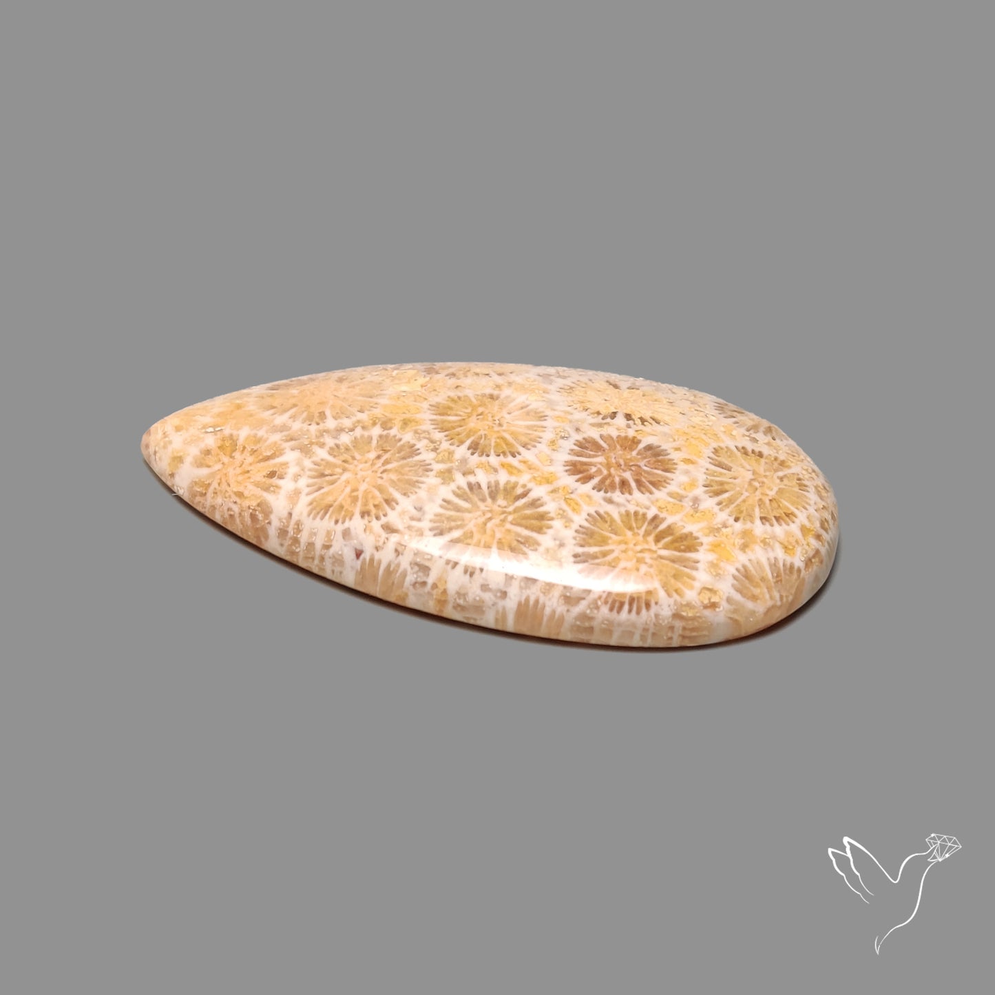 Fossil Coral Cabochon