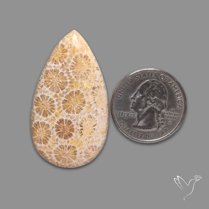 Fossil Coral Cabochon