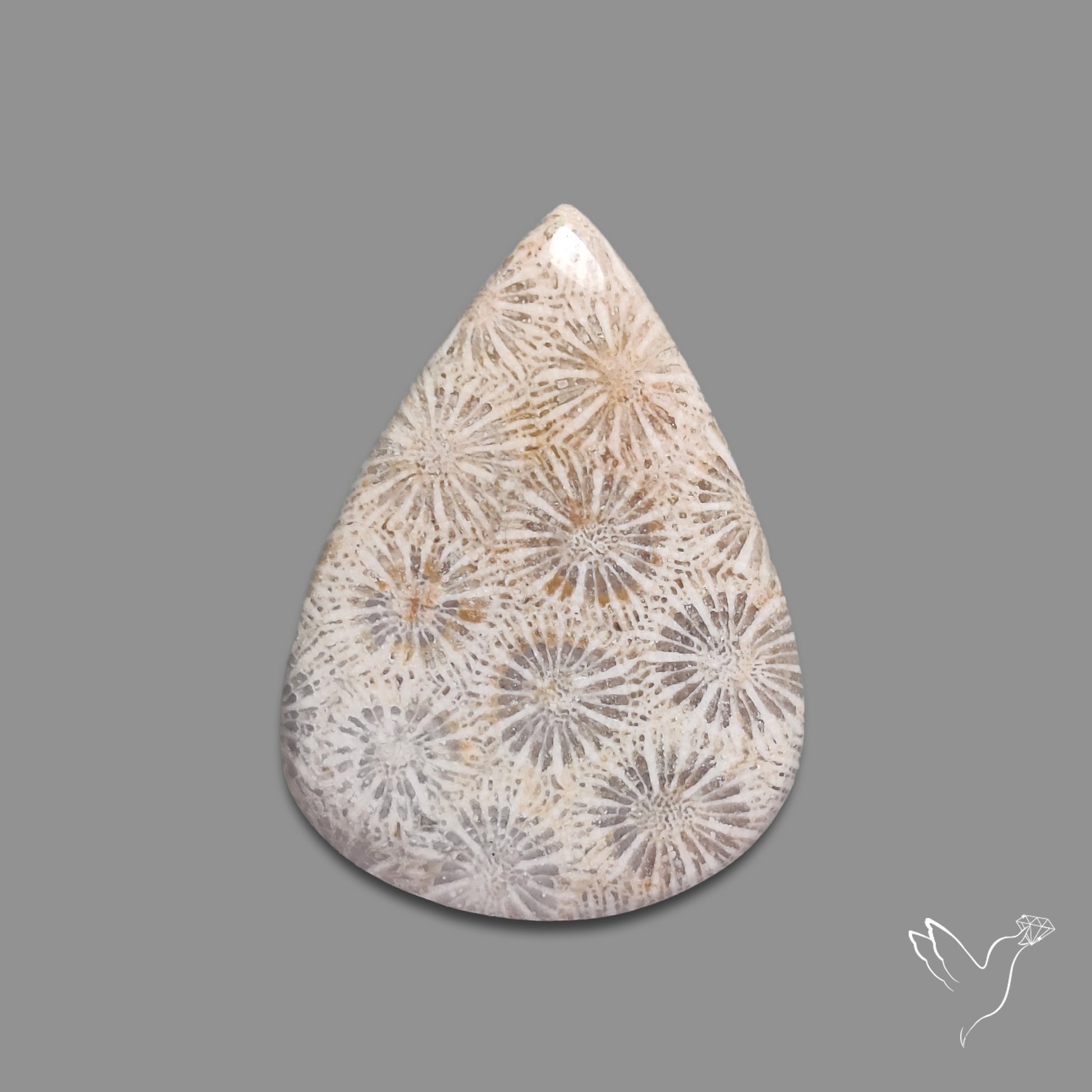 Fossil Coral Cabochon