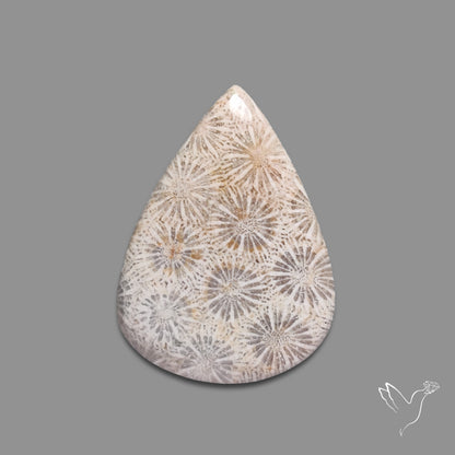 Fossil Coral Cabochon