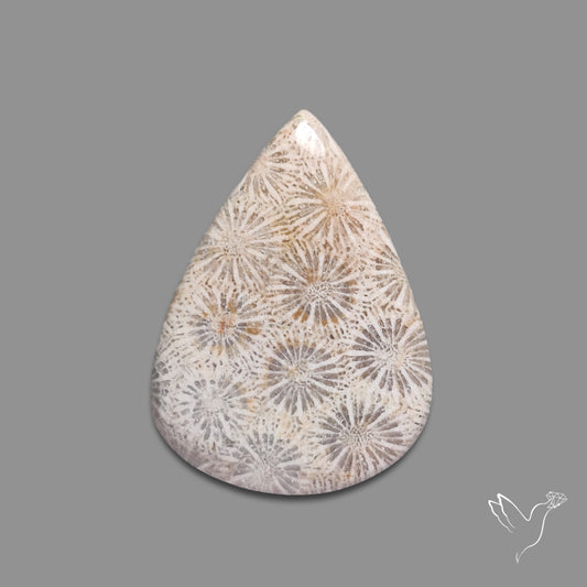 Fossil Coral Cabochon