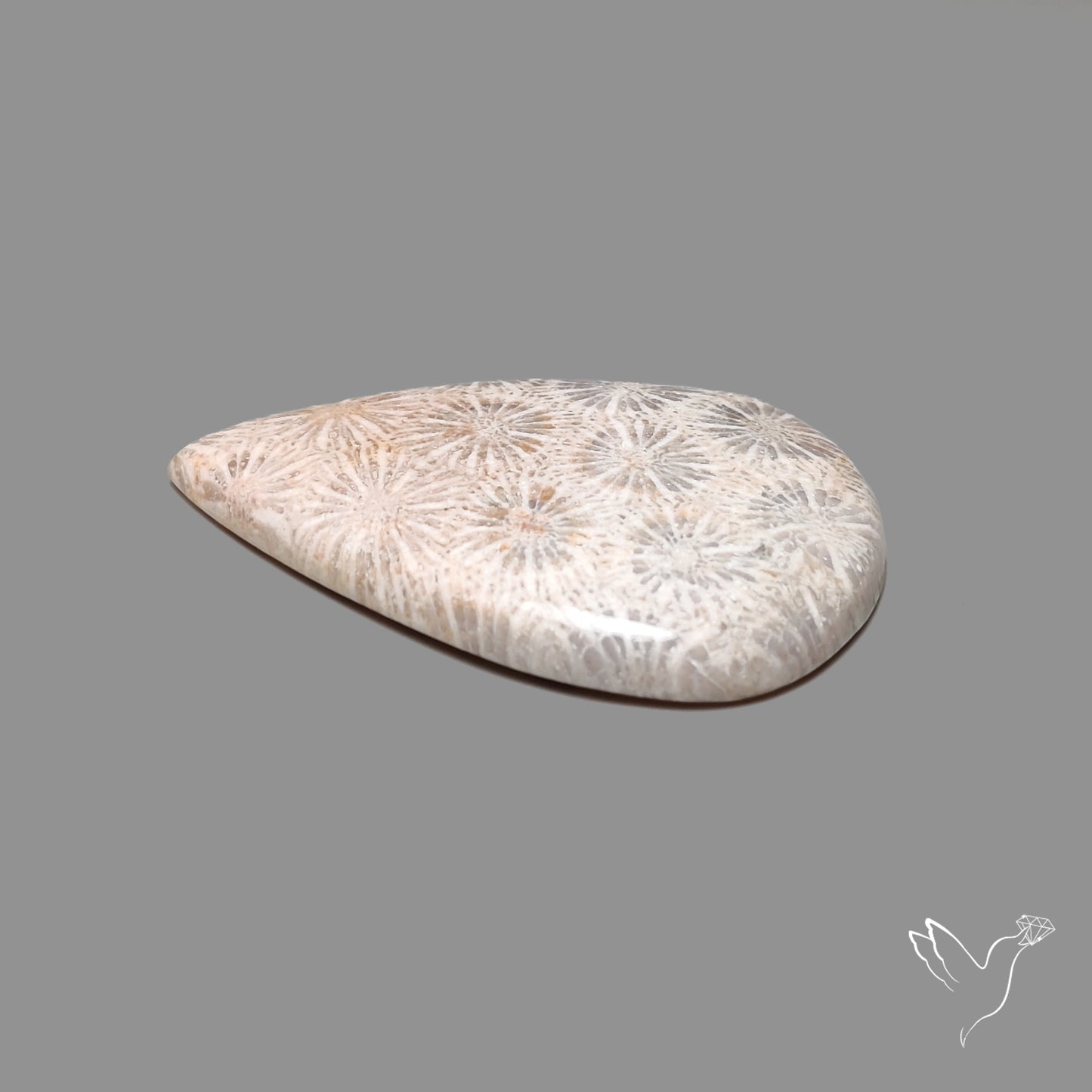 Fossil Coral Cabochon