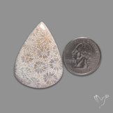 Fossil Coral Cabochon