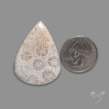 Fossil Coral Cabochon