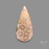 Fossil Coral Cabochon