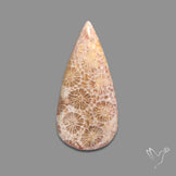 Fossil Coral Cabochon